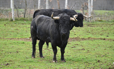 toro espa&ntilde;ol con grandes cuernos