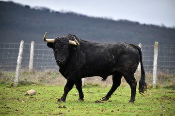 toro negro en una ganaderia española