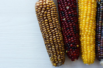 Diversity of very colorful, organic and natural corn