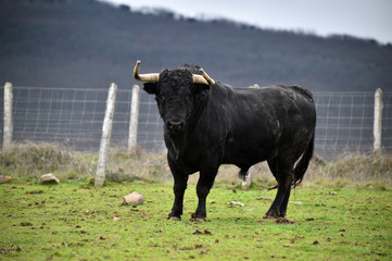 toro negro en una ganaderia española