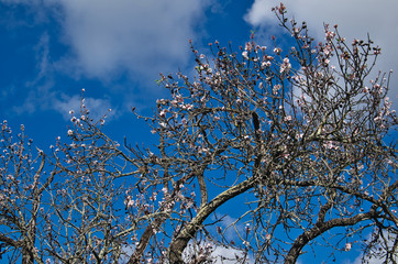 Almond Tree blossom in Algarve, Portugal