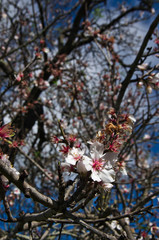Almond Tree blossom in Algarve, Portugal