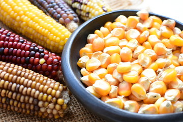 Diversity of very colorful, organic and natural corn