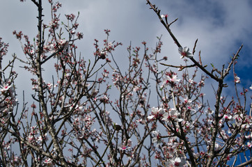 Almond Tree blossom in Algarve, Portugal