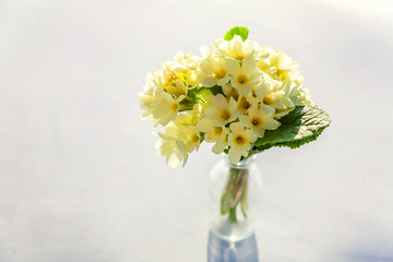 Easter concept. Bouquet of Primrose Primula with yellow flowers in glass vase on white backdrop. Inspirational natural floral spring or summer blooming background. Copy space.