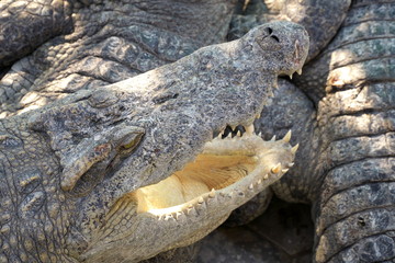 Naklejka premium Siem Reap, Kambodża - 26 stycznia 2020 r .: szeroko otwarta paszcza krokodyli na farmie