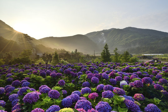 Hydrangea flower field in Beitou