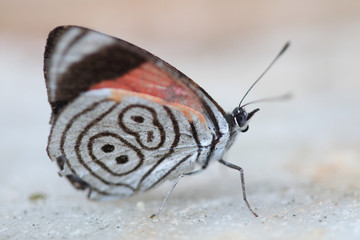 Fototapeta na wymiar macro de borboleta 8