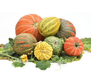 various of pumpkins