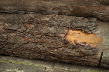 old pine bark with torn bark