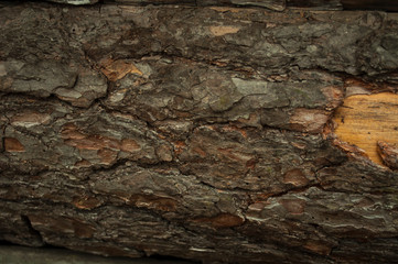 old pine bark with torn bark