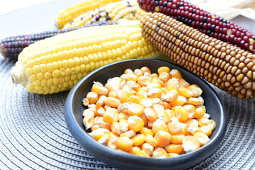 Diversity of very colorful, organic and natural corn
