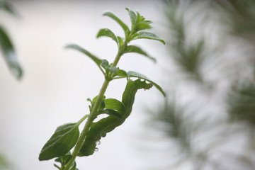 lagarta verde fazendo de um pé de manjericão sua moradia e comida