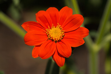 Flowers, plants, colours, nature, beauty 