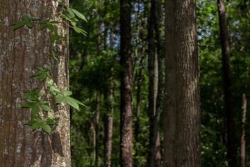 Fototapeta premium in the woods of trees with a virginia creeper growing