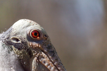 rosette spoonbill close up of head with red eye and copy space above