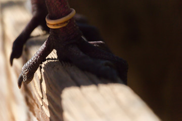 bird feet with sharp talons, bird of prey