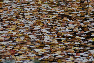 Fall leaves on lake