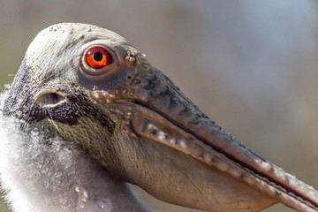 rosette spoonbill close up of head with red eye