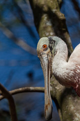 rosette spoonbill close up of head with red eye and really long beak