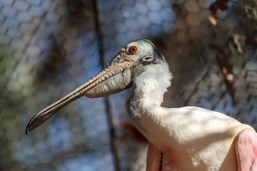 rosette spoonbill close up of head with red eye and really long beak and legs with puffed up throat