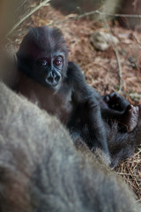 very cute baby gorilla in zoo close up lying next to mom