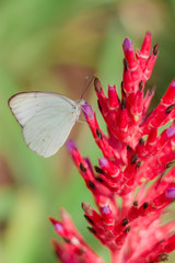 white butterfly on oink, black and purple floweer with creamy green out of focus background