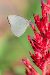 white cabbage butterfly on the purple tip of a gorgeous pink unusual flower