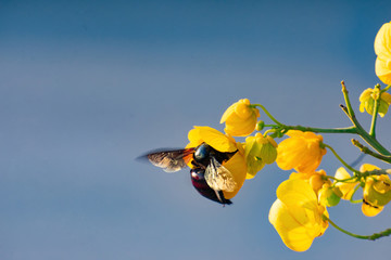 Abejorro  Polinizando Flor
