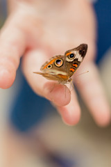 butterfly on child's finger and out of focus hand