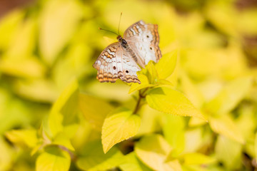beautiful butterfly on sunny yellow plant makes you happy