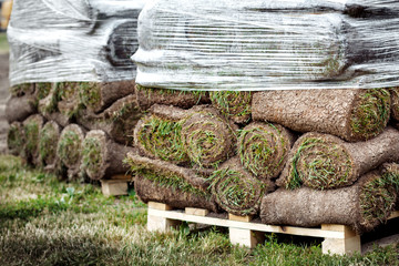 many green roll lawn. laying a new lawn