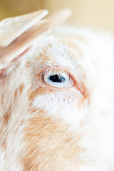 beautiful goat eye on a white and brown goat close up