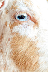 closup of white and blue goat's eye on a white and brown goat