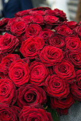 Red roses background. Bouquet for Valentine's Day. Close-up of a beautiful bouquet of red roses.