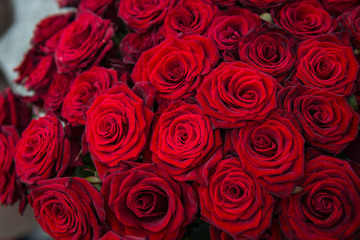 Red roses background. Bouquet for Valentine's Day. Close-up of a beautiful bouquet of red roses.