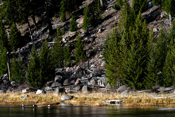 Fototapeta na wymiar Madison River Geese Ducks, Yellowstone