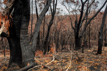 Australian bushfire aftermath: burnt eucalyptus trees suffered from firestorm