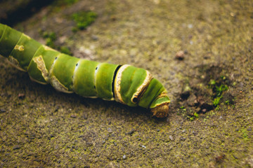 beautiful green caterpillar on the ground