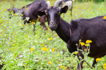 Black goat eating fresh green grass - goat living in freedom in the open field - organic livestock