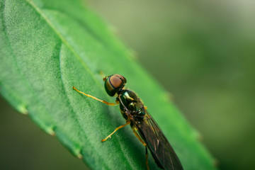 Close up of insect (Microchrysa) sitting on green leaf 