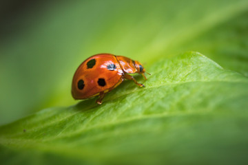 Closeup of cute ladybug sitting on green leaf flowers