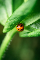 Closeup of cute ladybug sitting on green leaf flowers