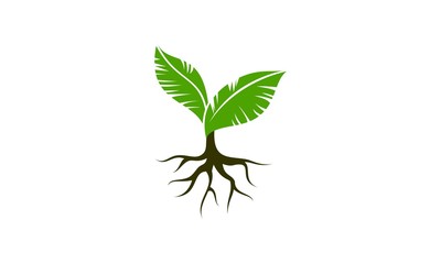 Plant seed vector
