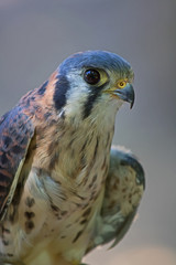 American Kestrel
