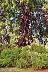 The beautiful gardens of the Royal Site of La Granja de San Ildefonso