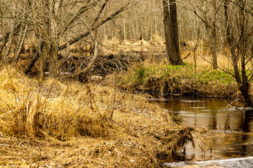 A Beaver Dam and a Forest Stream.