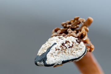 A wild cold water sea blue marine mussel attached to a piece of kelp. The mussel has white coral attached to the outer shell. The kelp has prongs on a long tube like plant. 