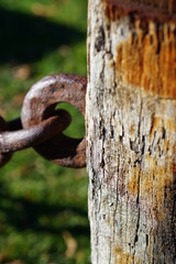 chain, metal, rusty, old, rust, iron, door, link, lock, steel, wood, security, padlock, links, strength, strong, tree, gate, object, chains, closeup, connection, wire
