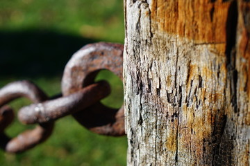 tree, wood, nature, forest, chain, bark, old, trunk, green, texture, brown, fence, pine, metal, rusty, lock, woods, door, plant